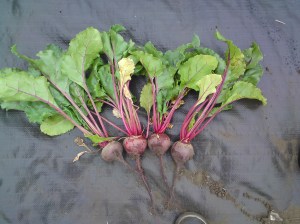 beetroot