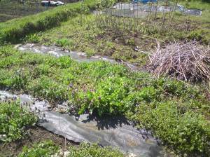 My weeding task
