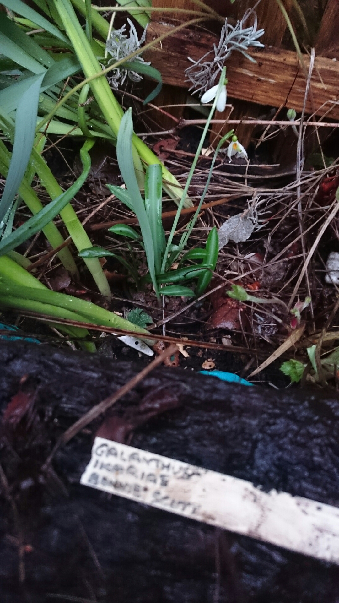 wp-1454258832347 image